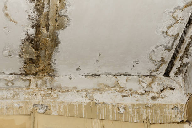 Best Basement Mold Removal  in Hallsville, MO